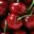 Fruité